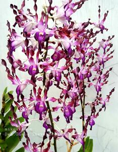 Dendrobium Gnana Thevathasan