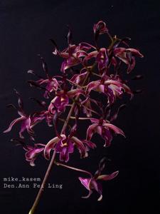 Dendrobium Ann Fei Ling