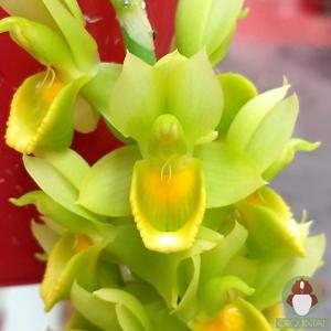 Catasetum aikoae