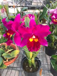 Rhyncholaeliocattleya Shinfong Honey