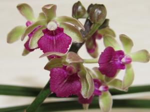 Seidenluisia Gunnar Seidenfaden