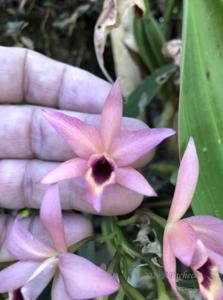 Laelianthe Aurantibescent