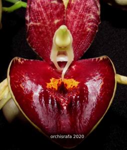 Catasetum Orchidglade