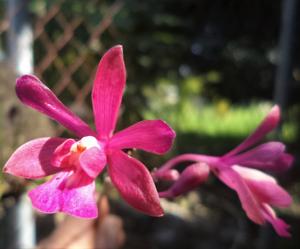 Psychilis raganii