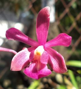 Psychilis raganii