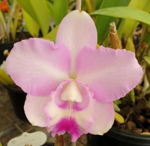 Rhyncholaeliocattleya Coconut Ice