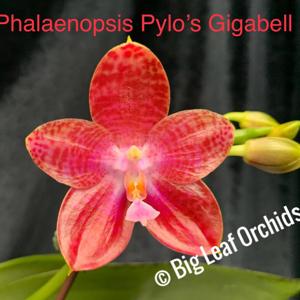 Phalaenopsis Pylo's Gigabell