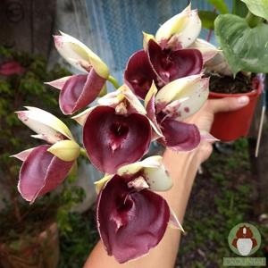 Catasetum Jeferson C. Lucas
