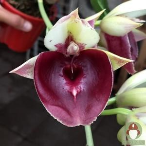 Catasetum Jeferson C. Lucas