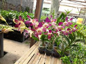 Dendrobium Batu Bersinar