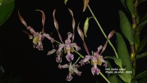 Dendrobium Gadis Jelita