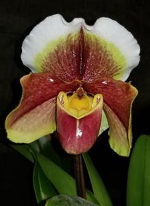 Paphiopedilum Winston Churchill