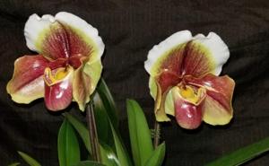 Paphiopedilum Winston Churchill