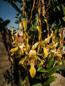 Dendrobium Kimberli-sutiknoi