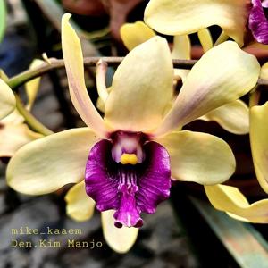 Dendrobium Kim Manjo