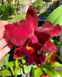 Rhyncholaeliocattleya Taiwan Beauty Girl