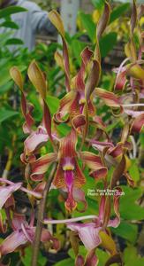 Dendrobium Yosie Beauty