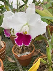 Cattleya Mildred Rives