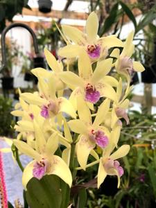 Dendrobium Special Memory