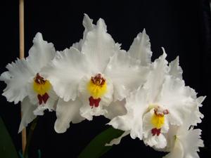 Oncidium Else Teipel