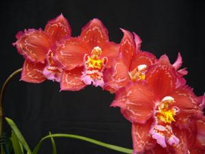 Oncidium Memoria Carrie Fischer