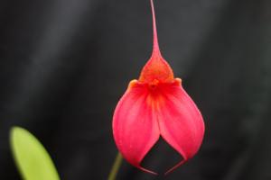 Masdevallia Celine Dion