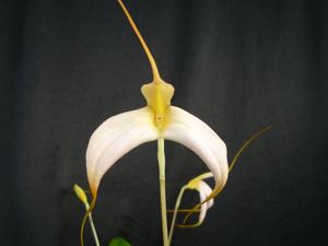 Masdevallia Rice Queen