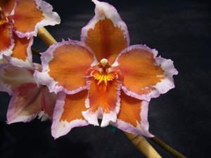 Oncidium Memoria Carrie Fischer