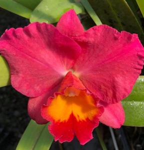 Rhyncholaeliocattleya Memoria Frederick G. Schechter MD