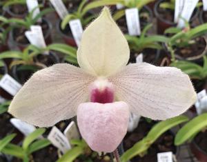 Paphiopedilum Lynleigh Koopowitz