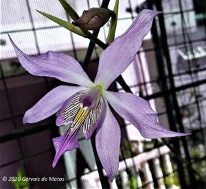 Caulocattleya bicornutum-Bob Betts