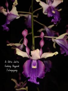 Dendrobium Okta Jelita