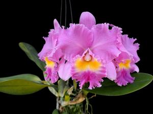 Rhyncholaeliocattleya Wangnamkeaw Pink