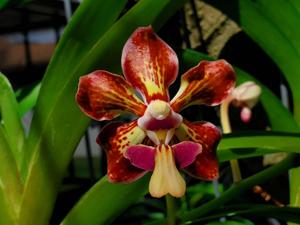 Vanda Nafisa