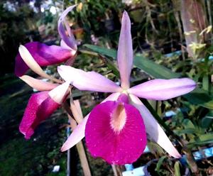 Brassocattleya Yuan Nan Star War