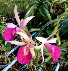 Brassocattleya Yuan Nan Star War