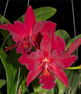 Cattlianthe Jewel Box