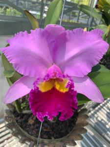 Rhyncholaeliocattleya Pamela Finney