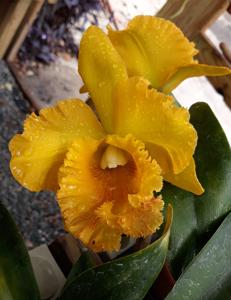 Rhyncholaeliocattleya Sarah Rife