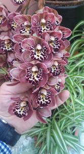 Cymbidium Vogel's Magic