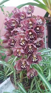 Cymbidium Vogel's Magic