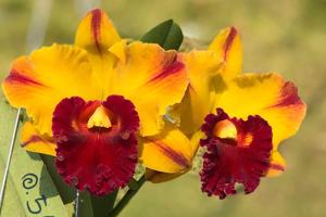 Rhyncholaeliocattleya Yingluck Smile