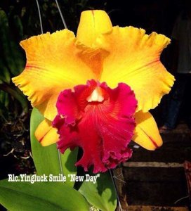 Rhyncholaeliocattleya Yingluck Smile