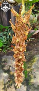 Cycnoches Helenir Ferreira