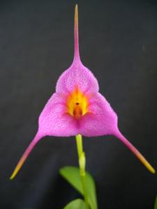 Masdevallia Amethyst