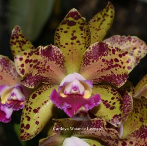 Rhyncholaeliocattleya Waianae Leopard