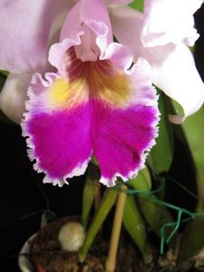 Cattleya Wintermärchen