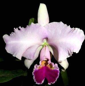 Cattleya Wintermärchen