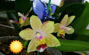 Phalaenopsis Younghome Lucky Star