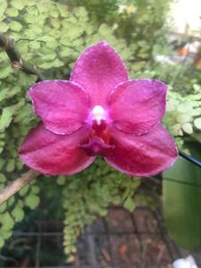 Phalaenopsis Super Stupid